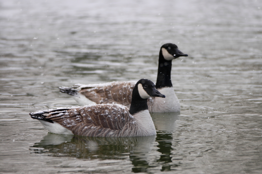 Kentucky Department of Fish and Wildlife 8008581549